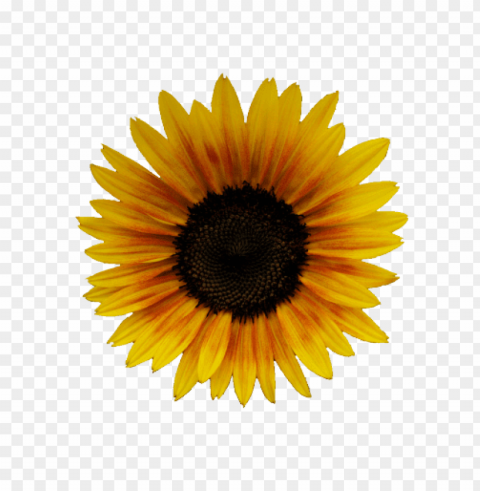 sunflower tumblr PNG for presentations