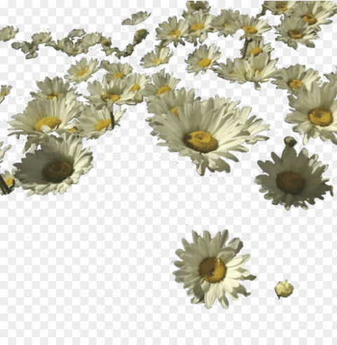 sunflower tumblr PNG format