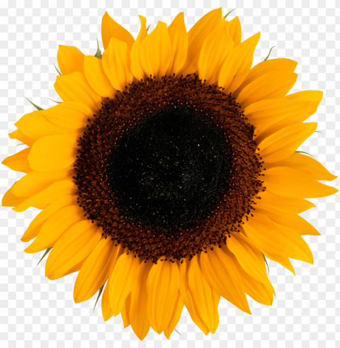sunflower tumblr PNG Graphic Isolated with Clarity