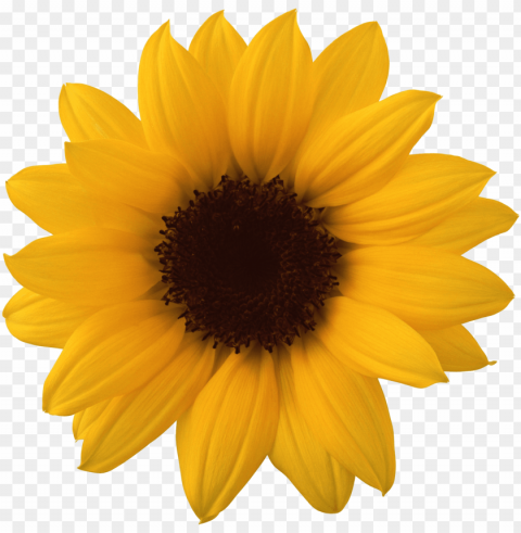 sunflower tumblr PNG Graphic with Isolated Design