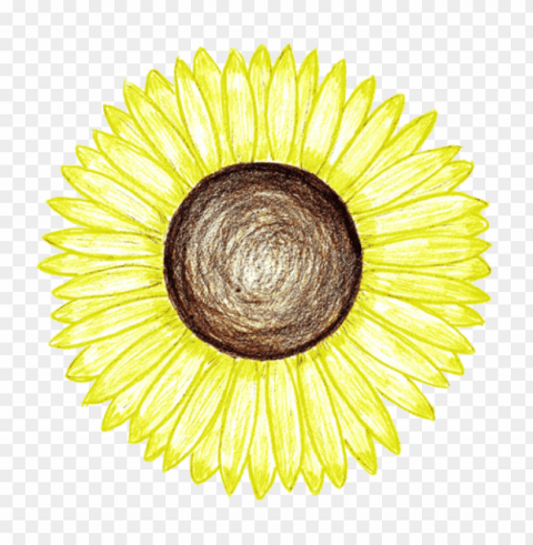 sunflower tumblr Isolated Item in Transparent PNG Format