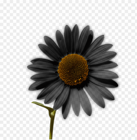 sunflower tumblr Isolated Item on Clear Background PNG