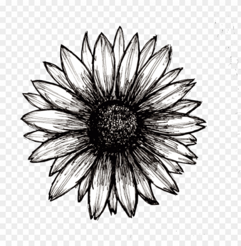 sunflower tumblr Isolated Item on Transparent PNG Format