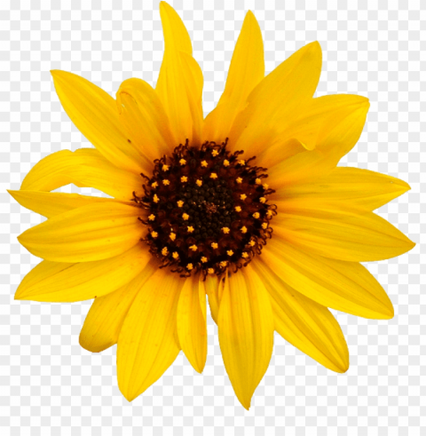 sunflower tumblr Isolated Object in HighQuality Transparent PNG