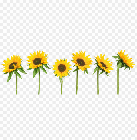 sunflower tumblr Isolated Object in Transparent PNG Format