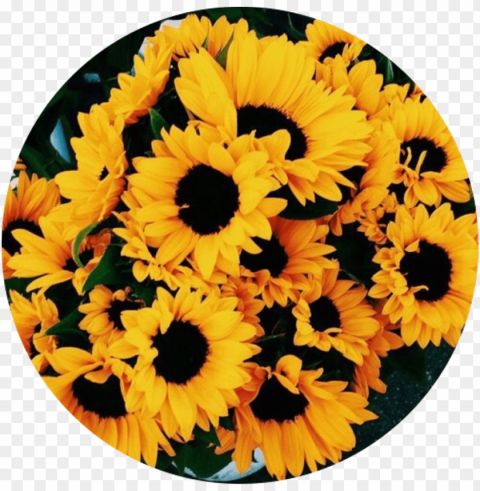 sunflower tumblr Isolated Object on Transparent Background in PNG