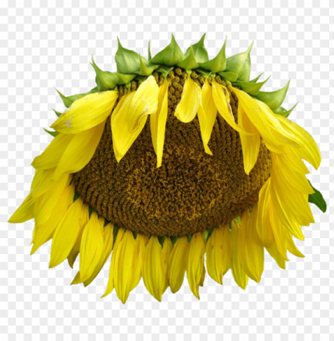 sunflower tumblr Isolated Object with Transparent Background in PNG