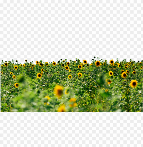 sunflower tumblr Isolated Subject on Clear Background PNG