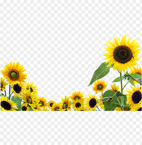 sunflower tumblr PNG clip art transparent background