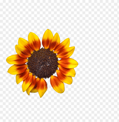 sunflower tumblr PNG design