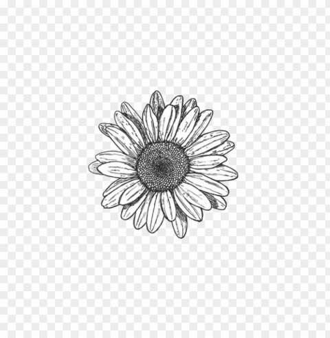 sunflower tumblr PNG graphics with clear alpha channel