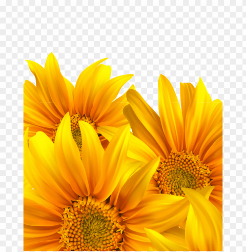 sunflower vector PNG Image with Isolated Graphic