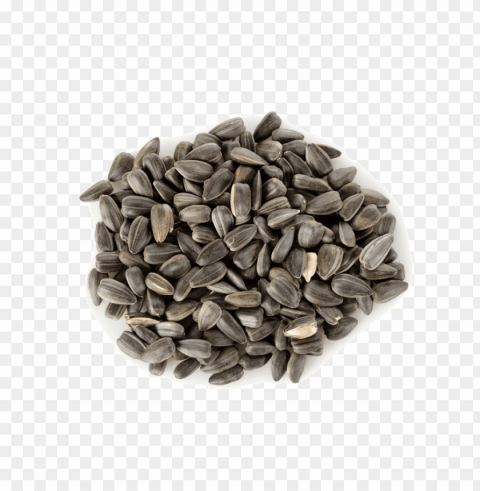 sunflower seed PNG Image Isolated with Transparency