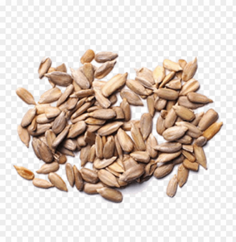 sunflower seed PNG images for merchandise