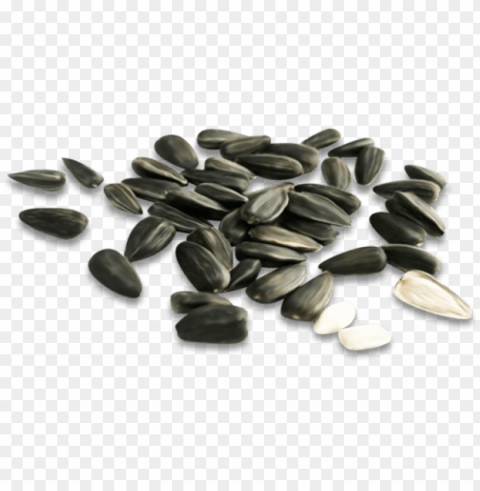 sunflower seed PNG images for personal projects