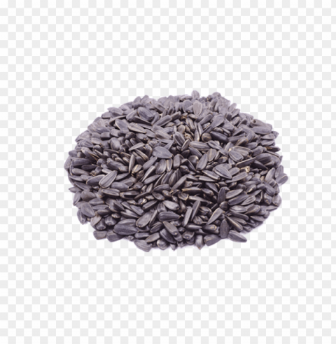 sunflower seed PNG images with clear backgrounds