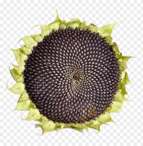 sunflower seed PNG images with no background needed