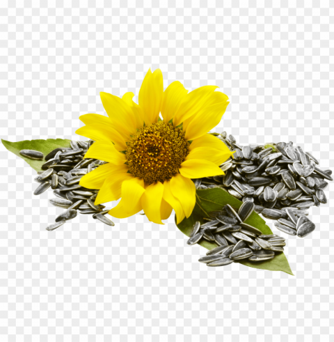 sunflower seed PNG images with no watermark PNG transparent with Clear Background ID 462c5265