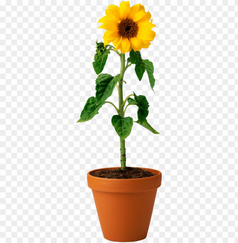 sunflower seed Clear PNG