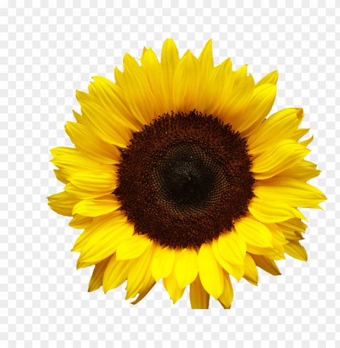 sunflower seed Clear PNG graphics