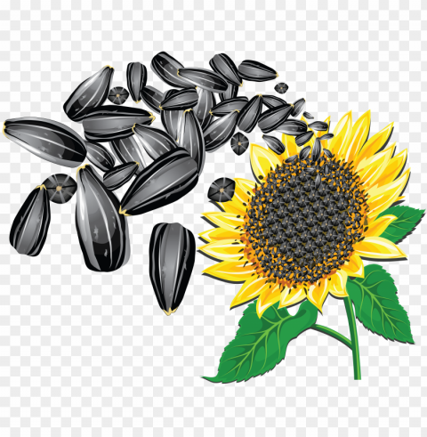 sunflower seed Clear PNG graphics free