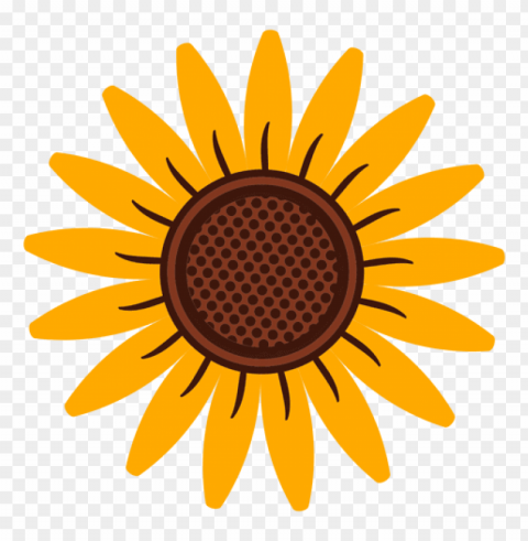 sunflower seed Clear PNG image