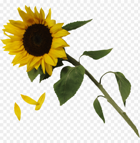 sunflower seed Clear PNG photos