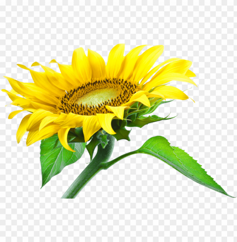 sunflower seed Clear PNG pictures broad bulk