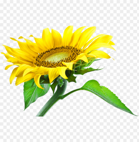 Sunflower Seed Clear PNG Pictures Broad Bulk