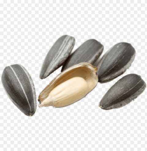 sunflower seeds has great demand in foreign markets - sunflower seed Transparent PNG graphics variety PNG transparent with Clear Background ID 42c31359