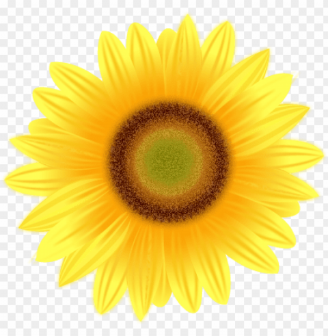 sunflower pictures - yellow flower white background Isolated Artwork on Transparent PNG