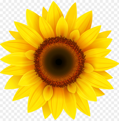 sunflower vector PNG graphics for presentations