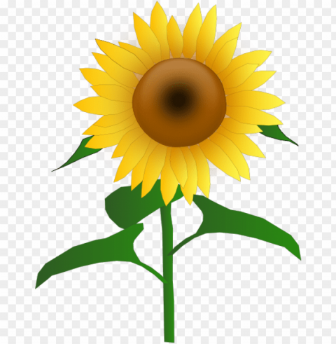 sunflower vector PNG icons with transparency