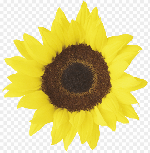 sunflower vector PNG Image Isolated with HighQuality Clarity