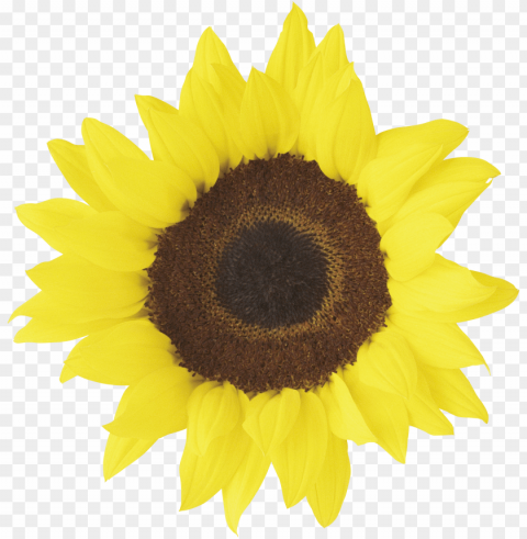 Sunflower Vector PNG Image Isolated With HighQuality Clarity