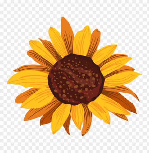 Sunflower Vector PNG Image With Clear Background Isolated