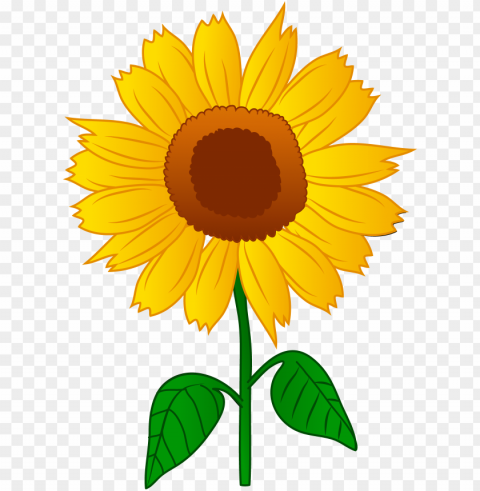 sunflower vector PNG files with clear background