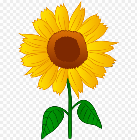 Sunflower Vector PNG Files With Clear Background