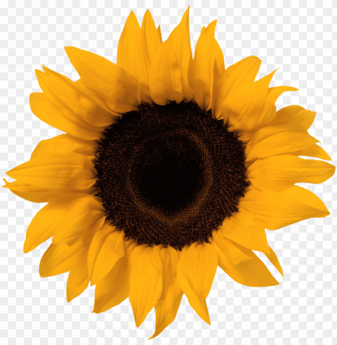 sunflower vector PNG files with no background bundle