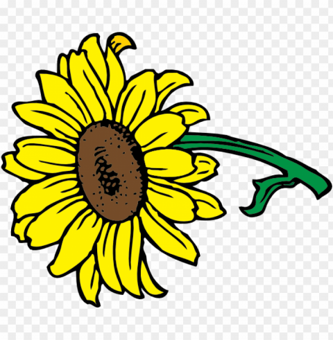 sunflower vector PNG files with no background free
