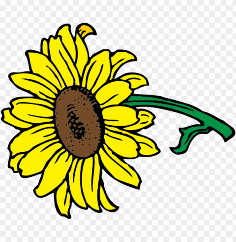 Sunflower Vector PNG Files With No Background Free