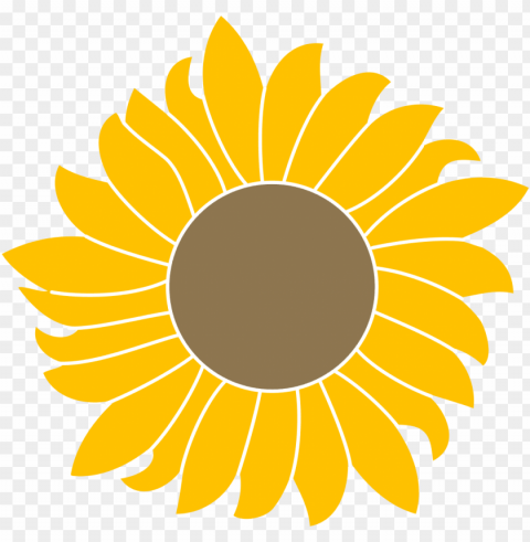 sunflower vector PNG files with no background wide assortment