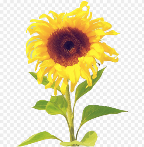 黄色菊花 - Sunflower Wallpaper Watercolor Iphone Isolated Artwork In HighResolution Transparent PNG