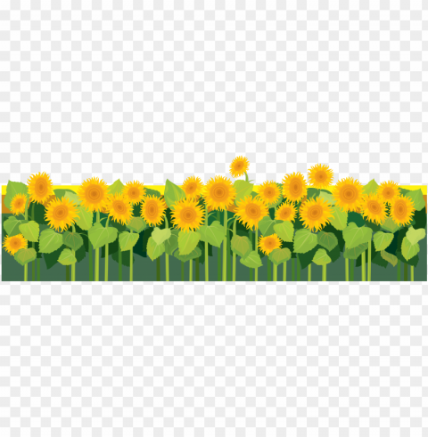 sunflowers - clip art Clear PNG image