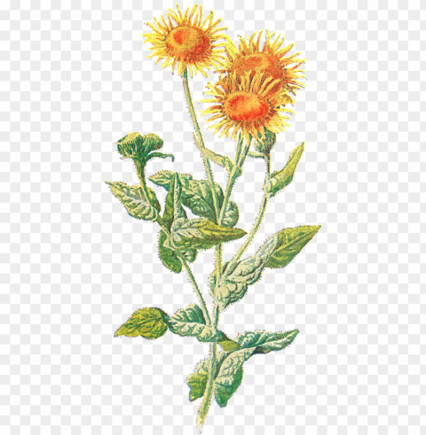 sunflowers clipart vintage - wild flower vintage Isolated Graphic on Transparent PNG