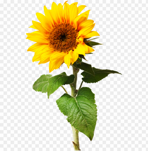 sunflowers individual graphic royalty free library Isolated Item in Transparent PNG Format