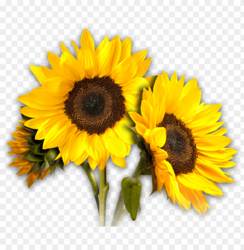 sunflowers - background sun flower High-quality transparent PNG images comprehensive set PNG transparent with Clear Background ID 633c07d9