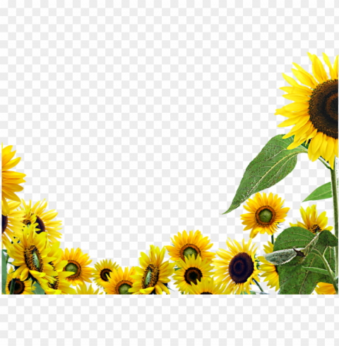 sunflowers images Isolated Item with Transparent PNG Background