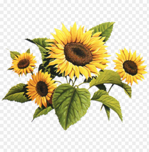 sunflowers vintage clip library - vintage sunflower clipart PNG images with transparent layer