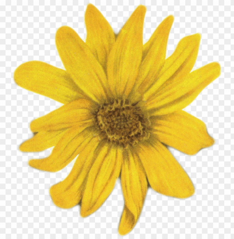sunflowers vintage jpg stock - yellow flower on white background Free PNG download